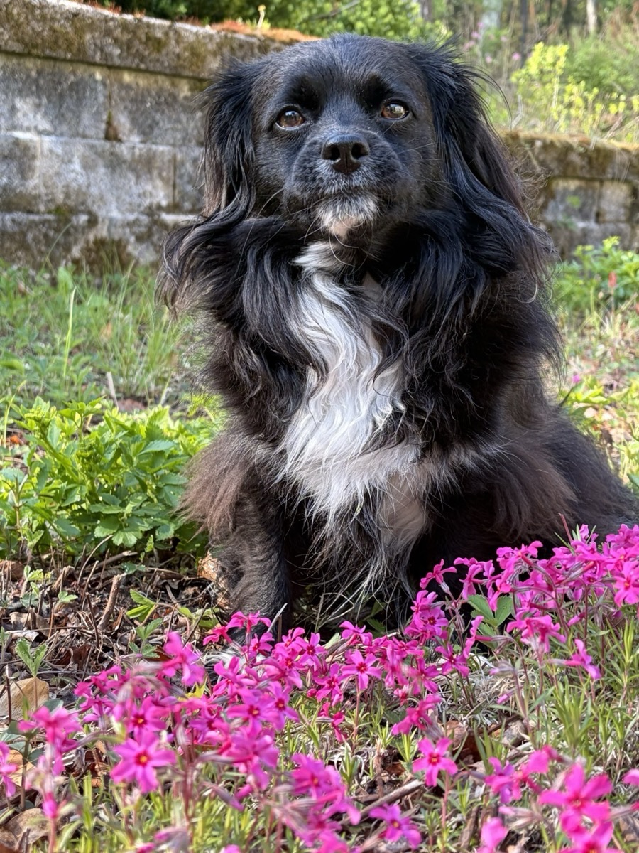A real pet photo